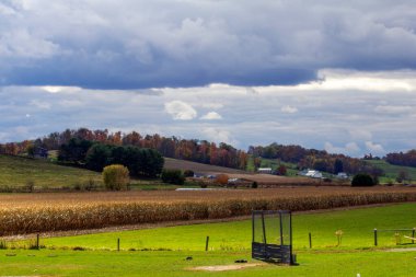 Rolling Hills Tarım Alanı Sonbaharda, Holmes County, Ohio