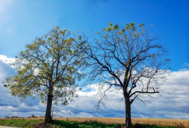Sonbaharda Kırsal Manzara, Holmes County, Ohio