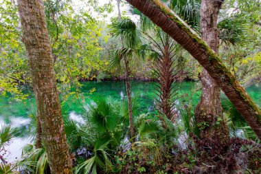 Blue Springs Eyalet Parkı, Florida