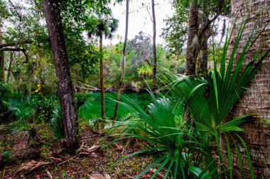 Blue Springs Eyalet Parkı, Florida