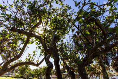 Humiston Beach Parkı, Vero Sahili, Florida