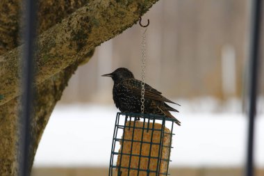 Kışın Suet Bloğunda Yaygın Sığırcık Besleniyor