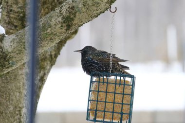 Kışın Suet Bloğunda Yaygın Sığırcık Besleniyor