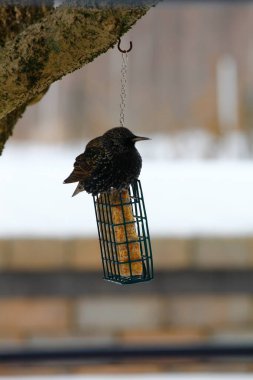 Kışın Suet Bloğunda Yaygın Sığırcık Besleniyor