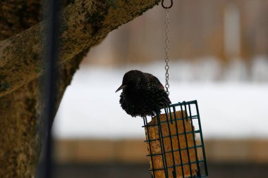 Kışın Suet Bloğunda Yaygın Sığırcık Besleniyor