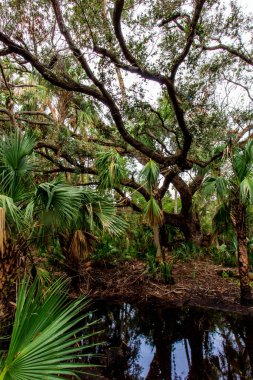 Kilpatrick Hamak, Kissimmee Prairie Eyalet Parkı, Florida