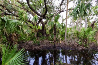 Kilpatrick Hamak, Kissimmee Prairie Eyalet Parkı, Florida
