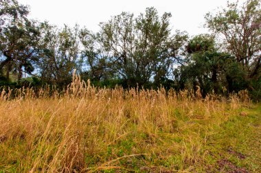 Kilpatrick Hamak, Kissimmee Prairie Eyalet Parkı, Florida