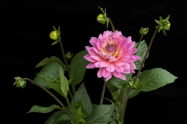 Dahlia of pink color with buds on black background — Stock Photo, Image