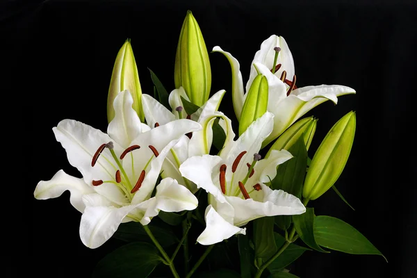 Lily blanco sobre fondo negro — Foto de Stock