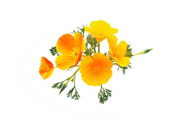 California haşhaş (Latince Adı: Eschscholzia). 