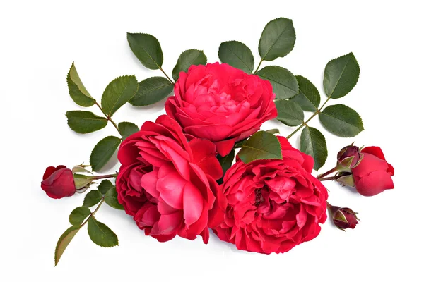 Rote Rose mit Knospen und Blättern auf weißem Hintergrund (lateinischer Name): — Stockfoto