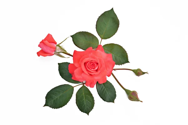 Rote Rose mit Knospen und Blättern auf weißem Hintergrund (lateinischer Name): — Stockfoto