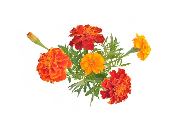 Ringelblumen mit Knospen und Blättern (lateinischer Name: Tagetes)). — Stockfoto