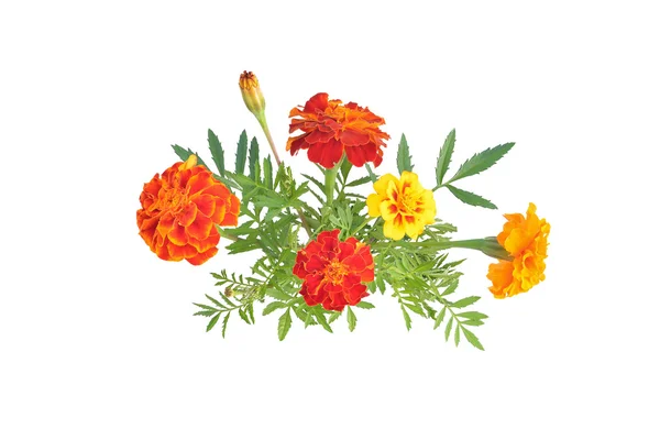 Tomurcukları ve yaprakları ile marigolds (Latince Adı: Tagetes).