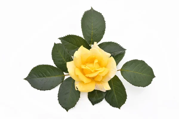 Gele roos met bladeren (Latijnse naam: Rosa). — Stockfoto