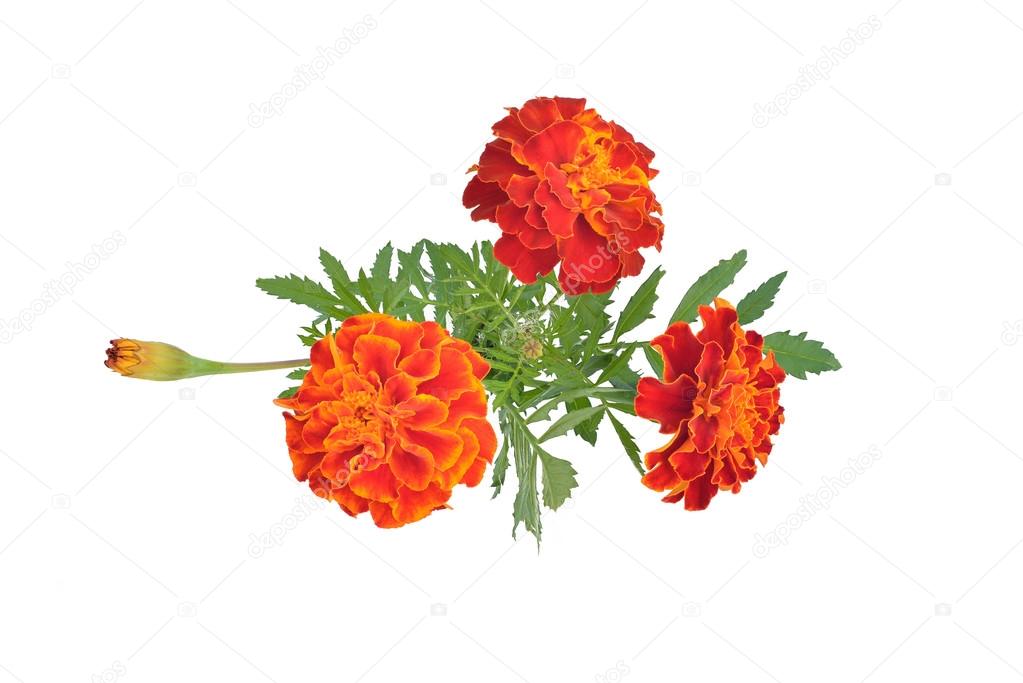Marigolds with buds and leaves (Latin name: Tagetes).