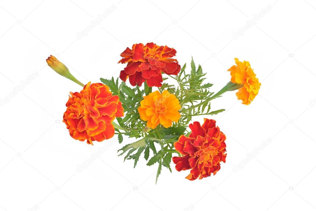 Marigolds with buds and leaves (Latin name: Tagetes).