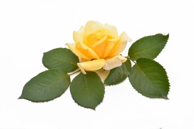 Sarı gül yaprakları ile (Latince Adı: Rosa).