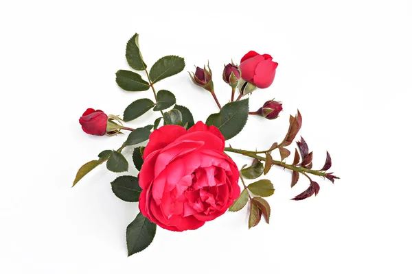 Kırmızı gül tomurcukları ve beyaz bir arka plan (Latince Adı yapraklarda: