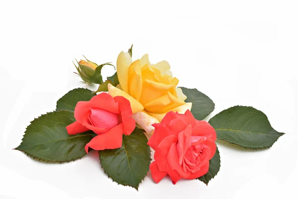 Rote und gelbe Rosen und Blätter (lateinischer Name: rosa)) — Stockfoto