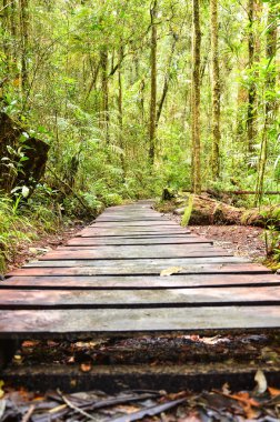 Sabah Milli Parkı, Malezya izleme orman yolu.