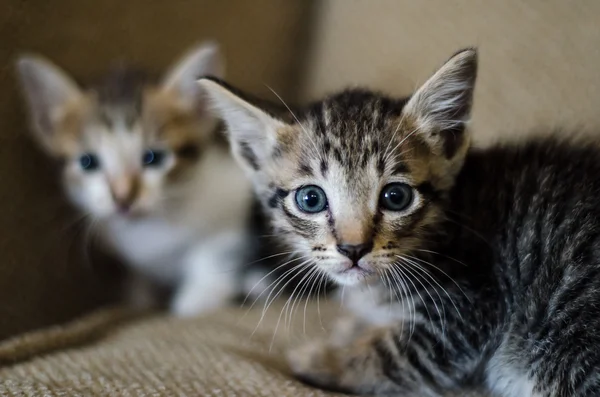 Cute little cats. — Stock Photo, Image