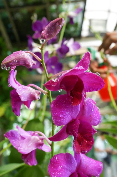 Vackra våta blomma; orkidéer. Magnifika droppe efter regnar. Orchid Park, Kuala Lumpur, Malaysia — Stockfoto