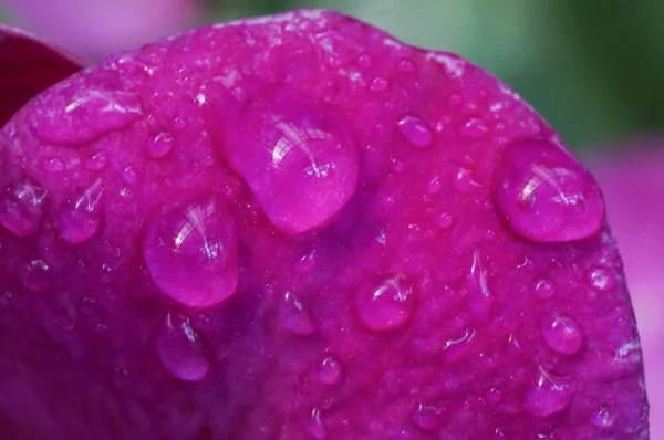 Bela flor molhada; orquídeas. Gotas magníficas após a chuva. Orchid Park, Kuala Lumpur, Malásia — Fotografia de Stock