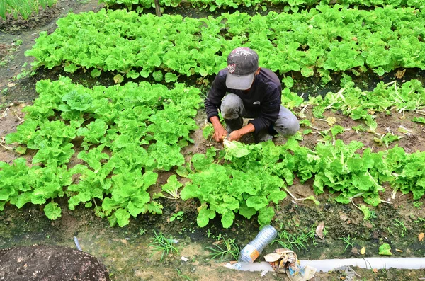 Agricultor no trabalho. Um fazendeiro que colhe os vegetais em sua fazenda em Cameron Highland, Malásia — Fotografia de Stock