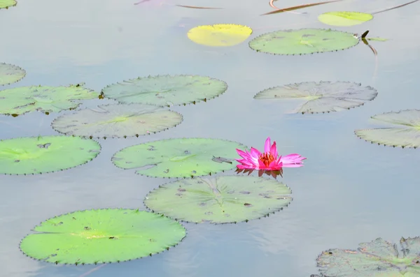 Loto nel lago — Foto Stock