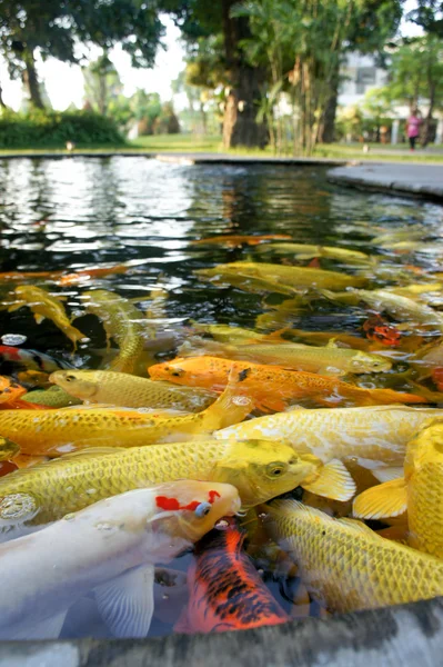 Colorido de vida. Estanque de peces koi en Yogjakarta, Indonesia —  Fotos de Stock