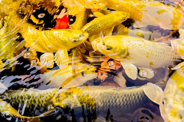 Kleurrijke van het leven. Koi visvijver in Jogjakarta, Indonesië — Stockfoto
