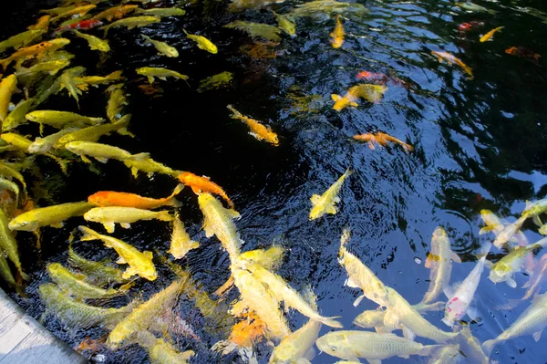 丰富多彩的生活。锦鲤鱼池塘在日惹，印尼 — 图库照片