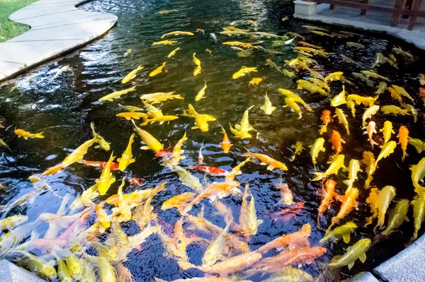 Kleurrijke van het leven. Koi visvijver in Jogjakarta, Indonesië — Stockfoto