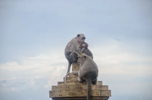 Maimuțe sălbatice care stau pe gard în Uluwatu, Bali, Indonezia . — Fotografie, imagine de stoc