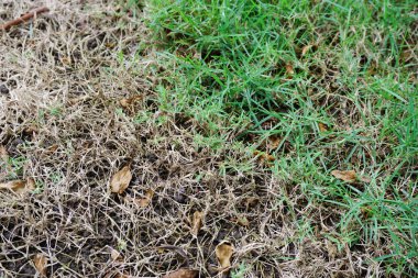 Kuru ot. Çevre kavramı korunması.