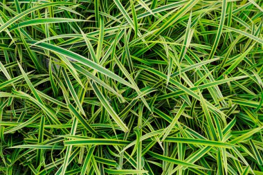 Sarı yaprak yeşil arka plan