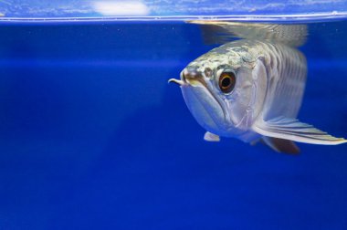 Egzotik evde beslenen hayvan, arowana.