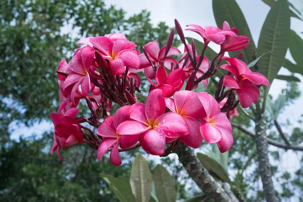 Röd Kamboja Plumeria blomma i Bukit Tinggi, Pahang, Malaysia. — Stockfoto
