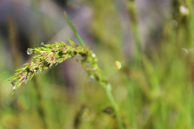 Güneşin arka planında çiğ damlaları olan yeşil çimenler