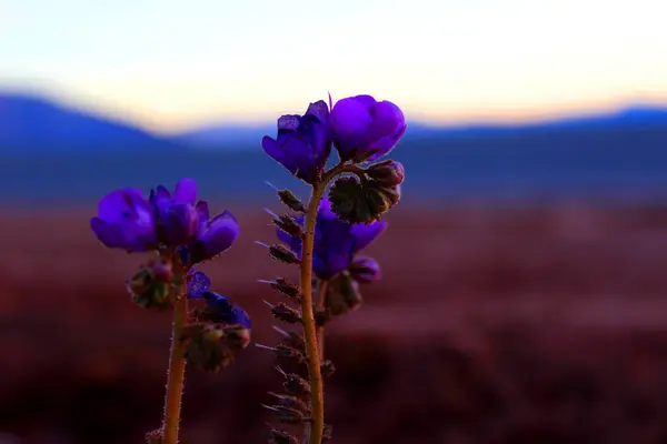 Beautiful Flowers Field — Stock Photo, Image