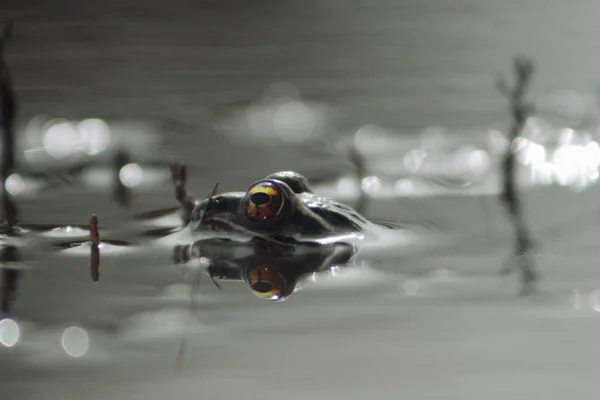Żaba Wodzie — Zdjęcie stockowe