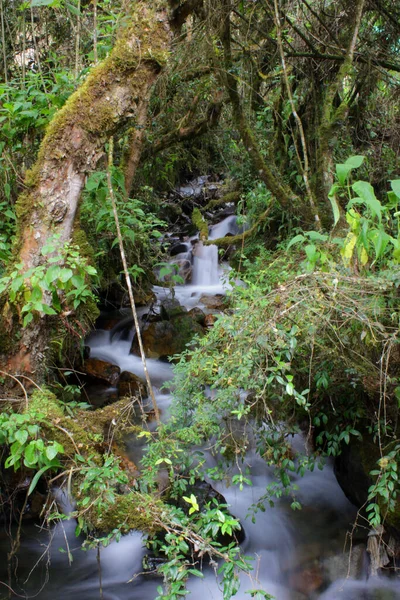 Ένα Ποτάμι Διασχίζει Τροπικό Δάσος Στις Περουβιανές Άνδεις Κατά Μήκος — Φωτογραφία Αρχείου