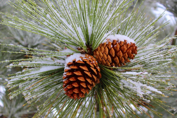 Cônes Pin Tiennent Neige Dans Utah Sud Dans Une Tempête — Photo