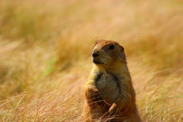 a prairie dog is very concerned with what you\'re doing