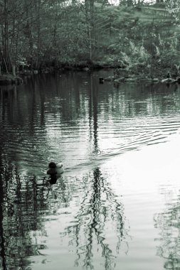 Büyük bir gölette ilerleyen bir ördek
