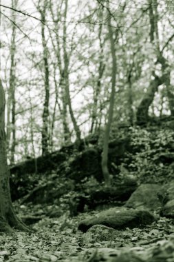 Ağaçlı ve yapraklı ormandaki monokromda gizli bir çekim.