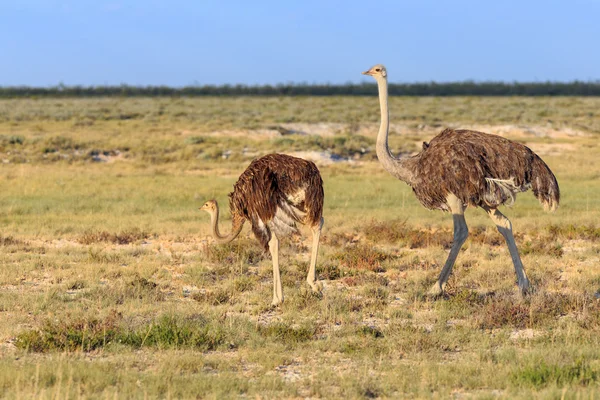 Safari — Foto Stock