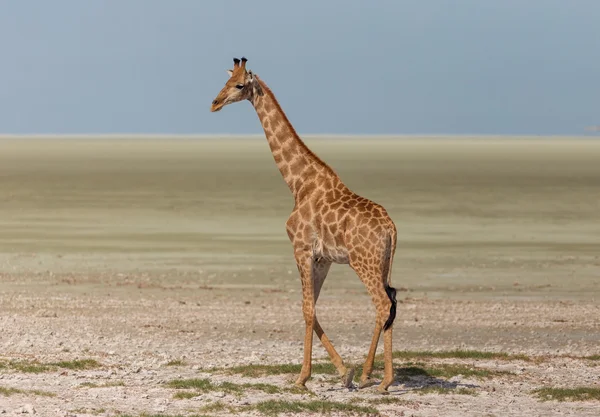 Girafa da Namíbia — Fotografia de Stock